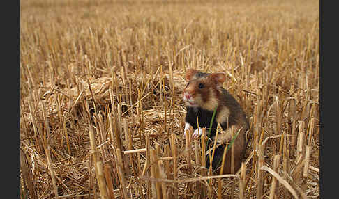 Hamster (Cricetus cricetus)