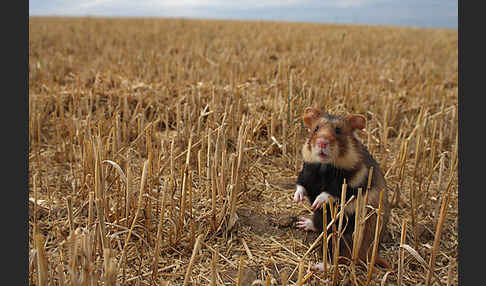 Hamster (Cricetus cricetus)