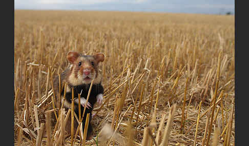Hamster (Cricetus cricetus)
