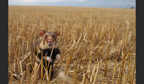 Hamster (Cricetus cricetus)