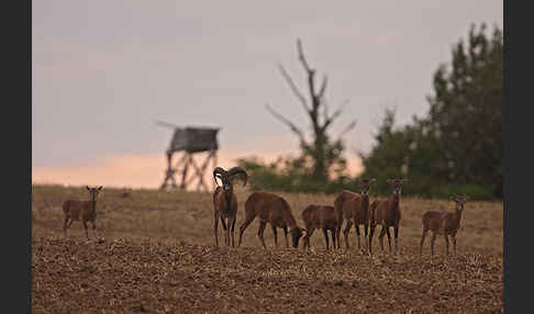 Muffelwild (Ovis ammon musimon)