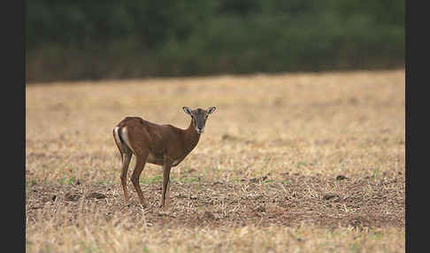 Muffelwild (Ovis ammon musimon)