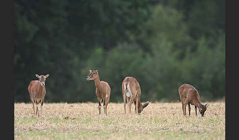 Muffelwild (Ovis ammon musimon)