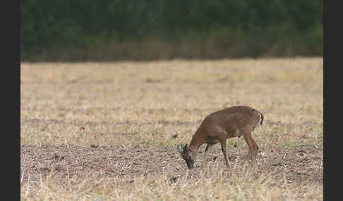 Muffelwild (Ovis ammon musimon)