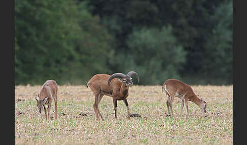 Muffelwild (Ovis ammon musimon)