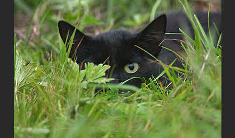 Hauskatze (Felis silvestris forma catus)