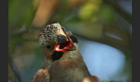 Eichelhäher (Garrulus glandarius)