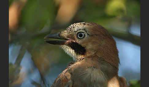 Eichelhäher (Garrulus glandarius)