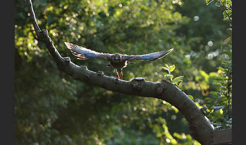 Eichelhäher (Garrulus glandarius)