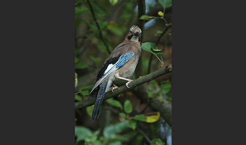 Eichelhäher (Garrulus glandarius)