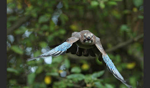 Eichelhäher (Garrulus glandarius)