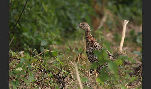 Fasan (Phasianus colchicus)