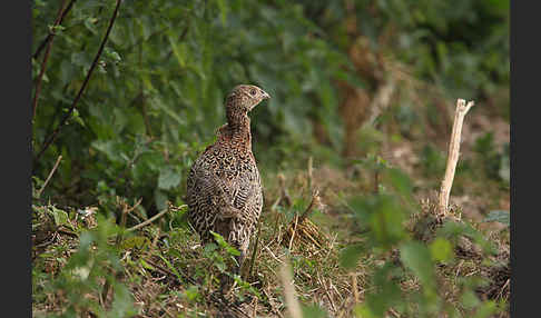 Fasan (Phasianus colchicus)