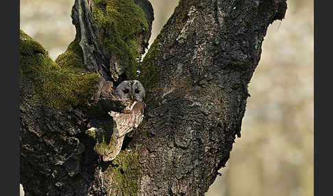 Waldkauz (Strix aluco)