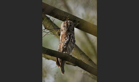 Waldkauz (Strix aluco)