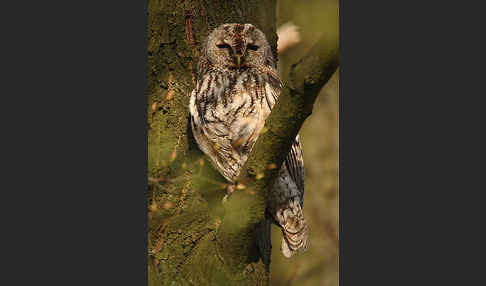 Waldkauz (Strix aluco)