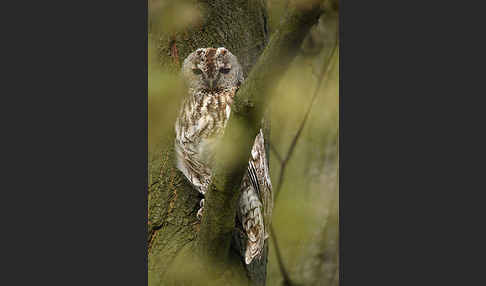 Waldkauz (Strix aluco)