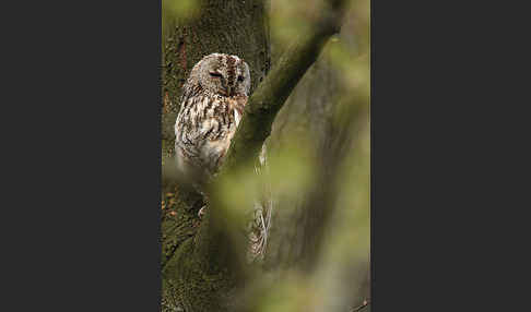 Waldkauz (Strix aluco)