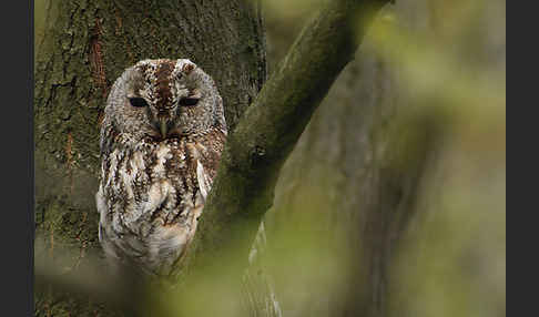 Waldkauz (Strix aluco)