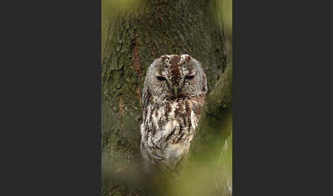 Waldkauz (Strix aluco)