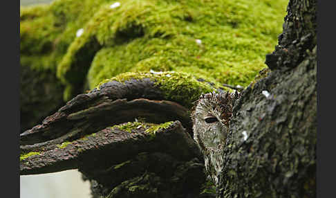 Waldkauz (Strix aluco)