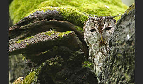 Waldkauz (Strix aluco)