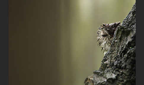 Waldkauz (Strix aluco)