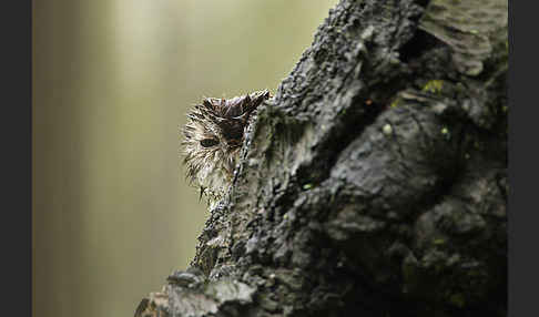 Waldkauz (Strix aluco)