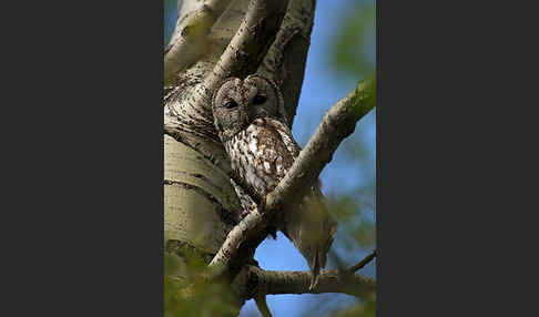 Waldkauz (Strix aluco)