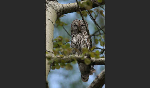 Waldkauz (Strix aluco)