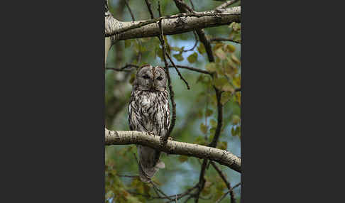 Waldkauz (Strix aluco)