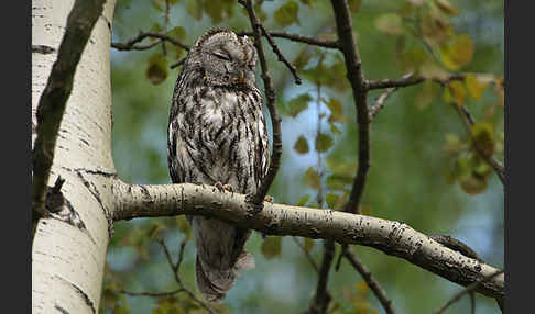 Waldkauz (Strix aluco)