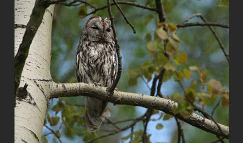 Waldkauz (Strix aluco)