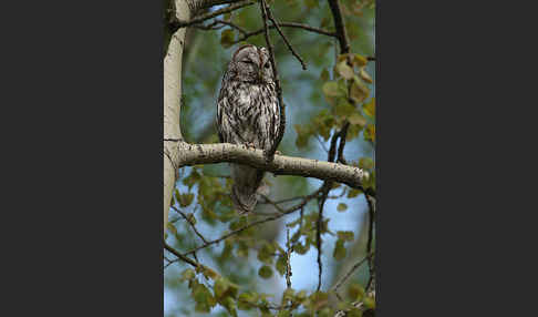 Waldkauz (Strix aluco)