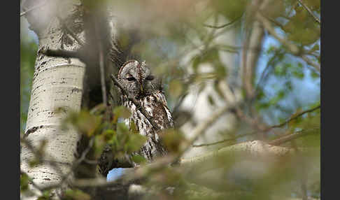 Waldkauz (Strix aluco)