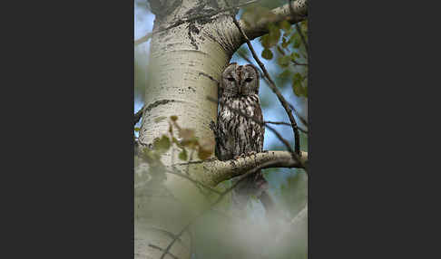 Waldkauz (Strix aluco)