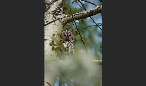 Waldkauz (Strix aluco)