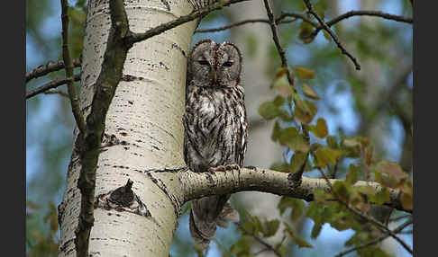 Waldkauz (Strix aluco)