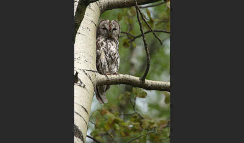 Waldkauz (Strix aluco)