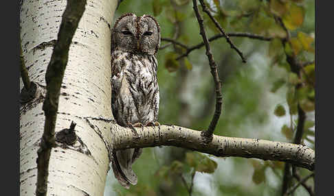 Waldkauz (Strix aluco)