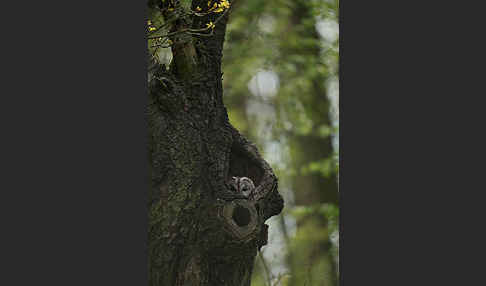 Waldkauz (Strix aluco)