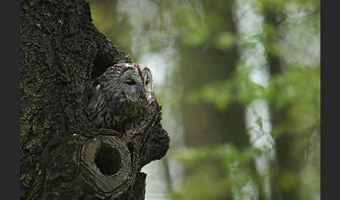 Waldkauz (Strix aluco)