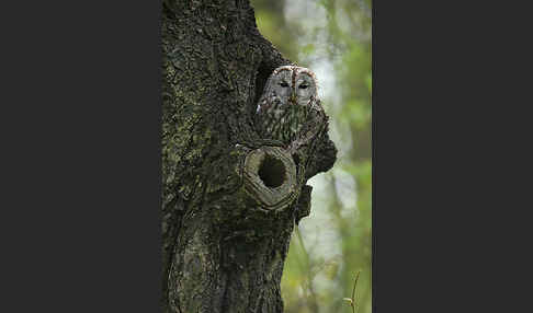 Waldkauz (Strix aluco)