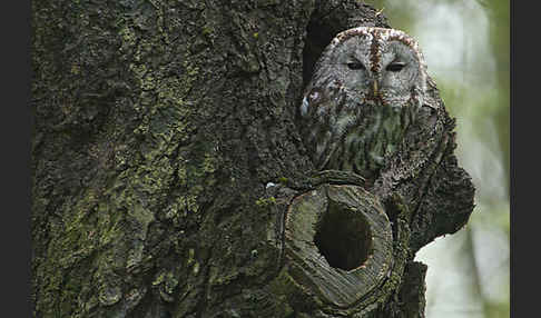 Waldkauz (Strix aluco)