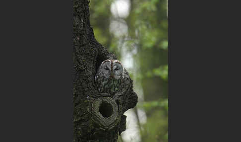 Waldkauz (Strix aluco)
