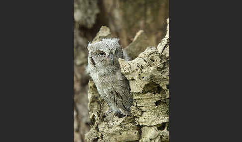 Zwergohreule (Otus scops)