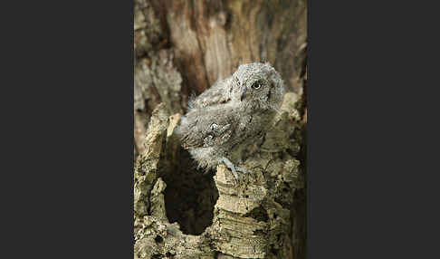 Zwergohreule (Otus scops)