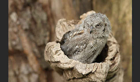 Zwergohreule (Otus scops)