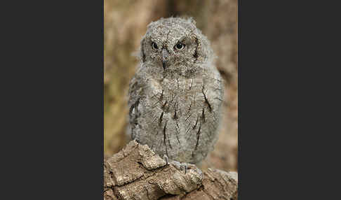 Zwergohreule (Otus scops)