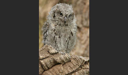 Zwergohreule (Otus scops)